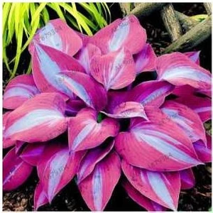 Köy Tohumları 10 Adet Tohum Pembe Çok Nadir Bulunan Hosta Çiçeği Tohumu Hosta Çiçek Saksı Toprak