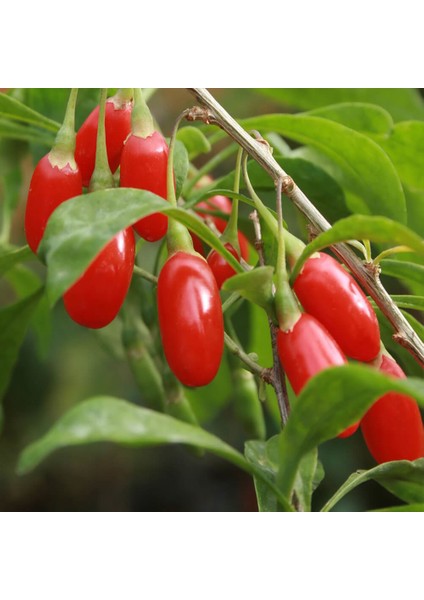 20 Adet Goji Berry Fidanı ( Siyah Meyve ) Viyolde 15 cm 12 Ay Dikim