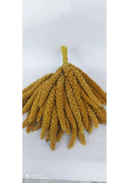 Dal Darı 500 gr Kızıl 500