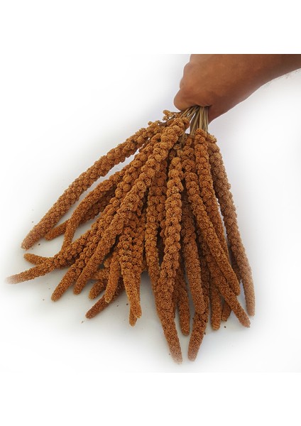 Kızıl Dal Darı 1 kg Muhabbet Kuş Yemi