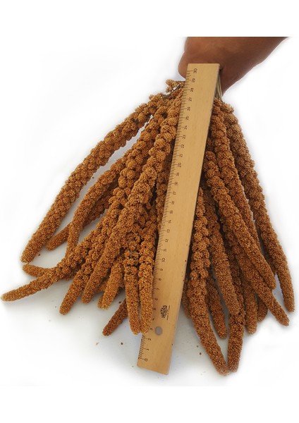 Kızıl Dal Darı 1 kg Muhabbet Kuş Yemi modelleri