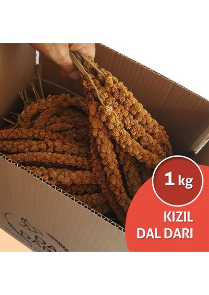 Kızıl Dal Darı 1 kg Muhabbet Kuş Yemi fiyatları