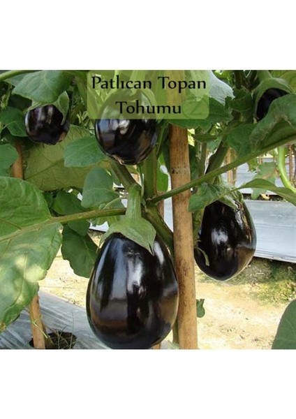 100 Adet Tohum Dolmalık Bostan Patlıcanı Patlıcan Tohumu Bostanlık Patlıcan Tohumu