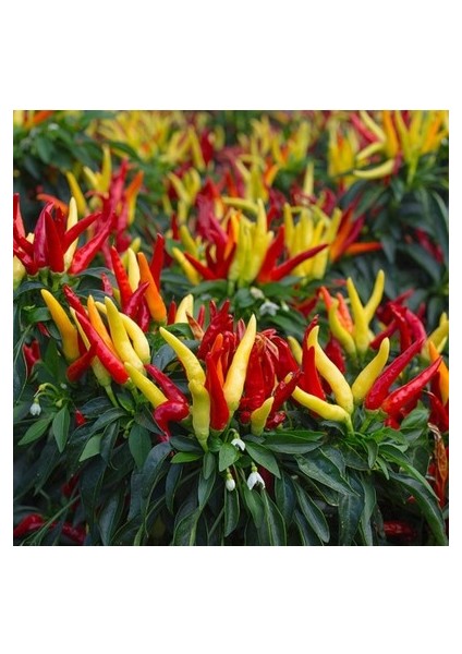 25 Adet Tohum Nadir Sarı Süs Biberi Tohumu Saksılık Biber Tohumu Bol Verimli