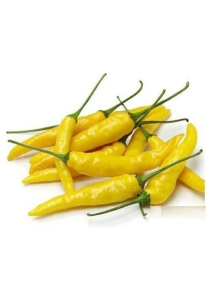 25 Adet Tohum Nadir Sarı Süs Biberi Tohumu Saksılık Biber Tohumu Bol Verimli fiyatları