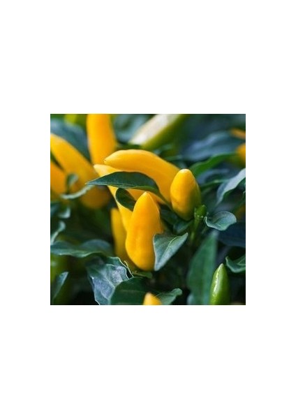 25 Adet Tohum Nadir Sarı Süs Biberi Tohumu Saksılık Biber Tohumu Bol Verimli modelleri