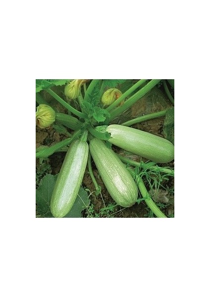 20 Adet Tohum Sakız Kabak Tohumu Organik Dolmalık Beyaz Kabak Köy Kabağı