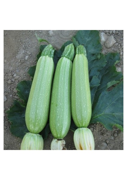 20 Adet Tohum Sakız Kabak Tohumu Organik Dolmalık Beyaz Kabak Köy Kabağı modelleri