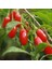 20 Adet Goji Berry Fidanı ( Siyah Meyve ) Viyolde 15 cm 12 Ay Dikim 1