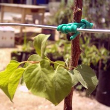 MutluPaket Plastik Özel Üretim Fidan Bağlama Ipi (10 Fidan Için)