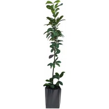 Cegel Ziraat Karayemiş Taflan Fidanı Tüplü 2 Yaşında 80 cm