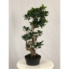 Parmiagarden Parmia Garden Ficus S Bonsai 75 cm