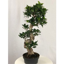 Parmiagarden Parmia Garden Ficus S Bonsai 75 cm