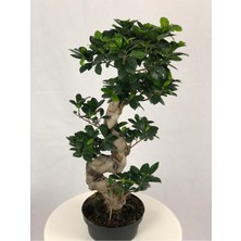 Parmiagarden Parmia Garden Ficus S Bonsai 75 cm