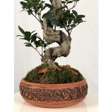 Parmiagarden Parmia Garden Ficus S Bonsai 75 cm