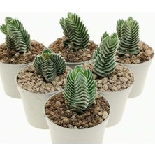 Kuzey Natura Sukulent Crassula Buddha's Temple 5,5 cm Saksıda