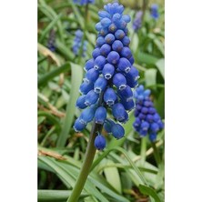 Muscari Armeniacum Üzüm Sümbülü Soğanı - 10 Adet