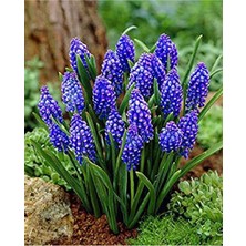 Muscari Armeniacum Üzüm Sümbülü Soğanı - 10 Adet