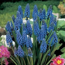 Muscari Armeniacum Üzüm Sümbülü Soğanı - 10 Adet