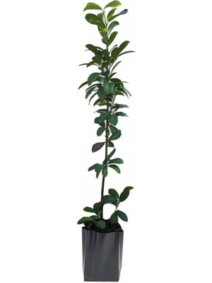 Cegel Ziraat Karayemiş Taflan Fidanı Tüplü 2 Yaşında 80 cm