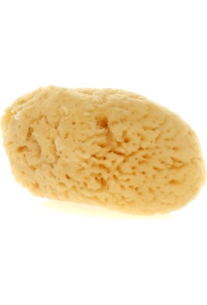 deniz sungeri fiyatlari ve modelleri hepsiburada