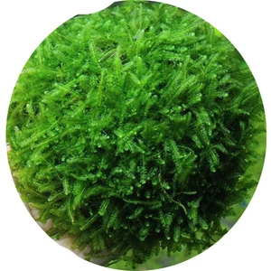 Canlı Petshop Moss -Willow Moss (Fontinalis Antipyretica)