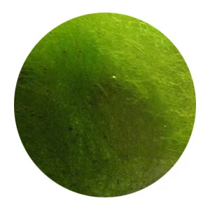 Canlı Petshop Canlı Doğuran Türleri Için Yemeklik Canlı Yosun 1pkt