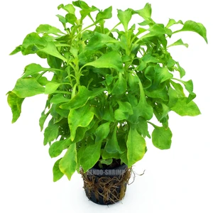 Alternanthera Bettzickiana Green 5 Dal Kolay Akvaryum Bitkisi