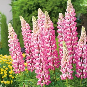 Rose Sky Lupin Acı Bakla Çiçeği Tohumu (30 Tohum)