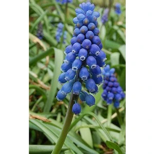 Muscari Armeniacum Üzüm Sümbülü Soğanı - 5 Adet