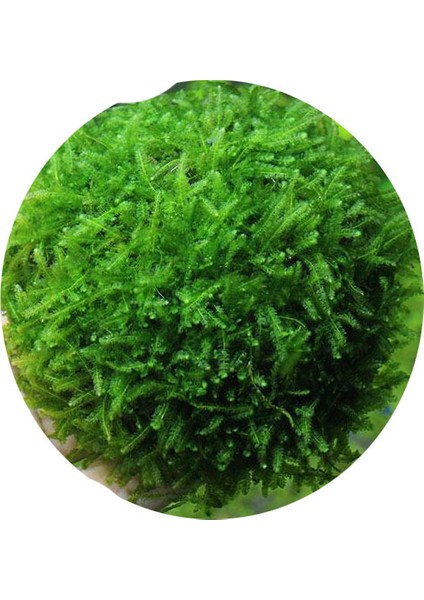 Canlı Petshop Moss -Willow Moss (Fontinalis Antipyretica)