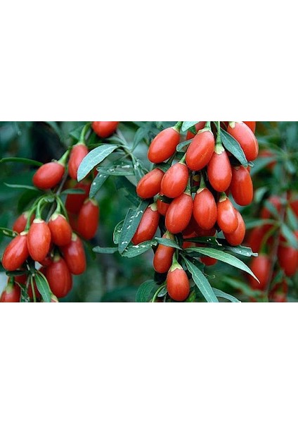 Gojiberry Fidanı fiyatları