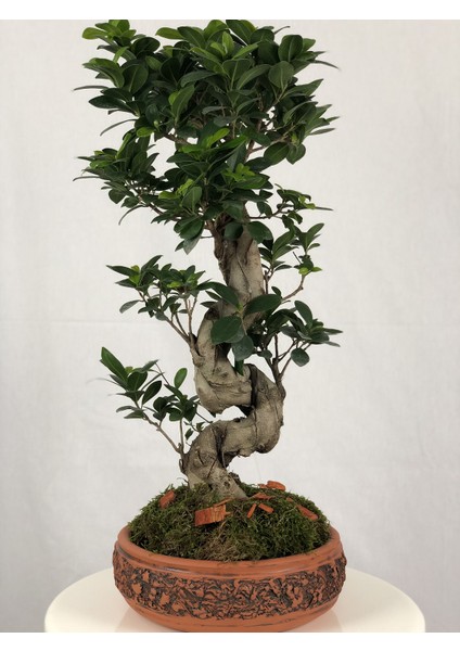 Parmia Garden Ficus S Bonsai 75 cm