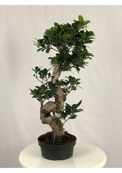 Parmia Garden Ficus S Bonsai 75 cm