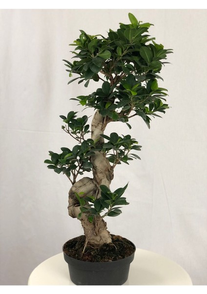 Parmia Garden Ficus S Bonsai 75 cm