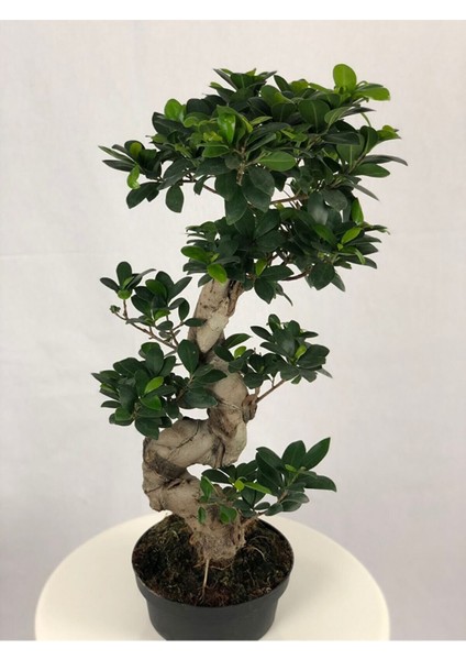 Parmia Garden Ficus S Bonsai 75 cm