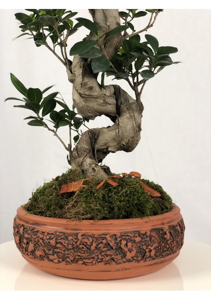 Parmia Garden Ficus S Bonsai 75 cm