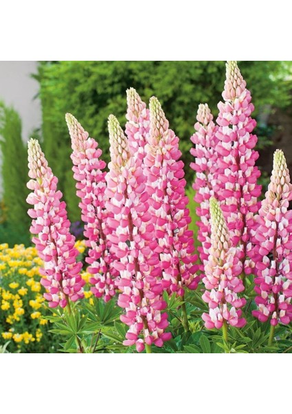 Rose Sky Lupin Acı Bakla Çiçeği Tohumu (30 Tohum)