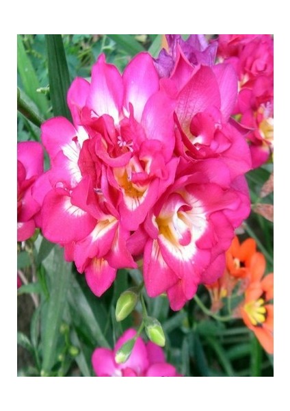 10 Adet Pembe Frezya Çiçeği Soğanı Mis Kokulu Katmerli