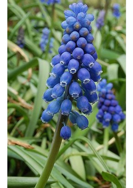 Muscari Armeniacum Üzüm Sümbülü Soğanı - 10 Adet