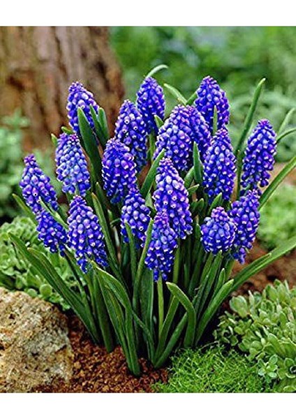 Muscari Armeniacum Üzüm Sümbülü Soğanı - 10 Adet