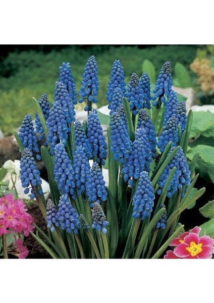 Muscari Armeniacum Üzüm Sümbülü Soğanı - 10 Adet