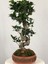 Parmia Garden Ficus S Bonsai 75 cm 5