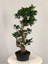 Parmia Garden Ficus S Bonsai 75 cm 1