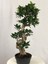 Parmia Garden Ficus S Bonsai 75 cm 2