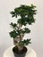 Parmia Garden Ficus S Bonsai 75 cm 3