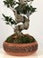 Parmia Garden Ficus S Bonsai 75 cm 4