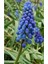 Muscari Armeniacum Üzüm Sümbülü Soğanı - 5 Adet 1