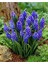 Muscari Armeniacum Üzüm Sümbülü Soğanı - 5 Adet 2