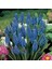 Muscari Armeniacum Üzüm Sümbülü Soğanı - 5 Adet 3